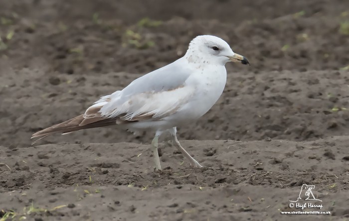 Ring-billed Gull