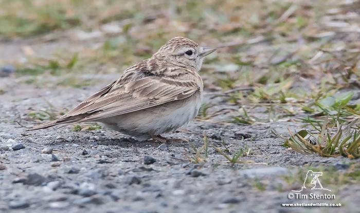Short-toed Lark
