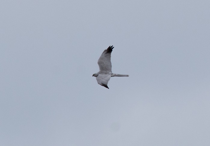 Pallid Harrier