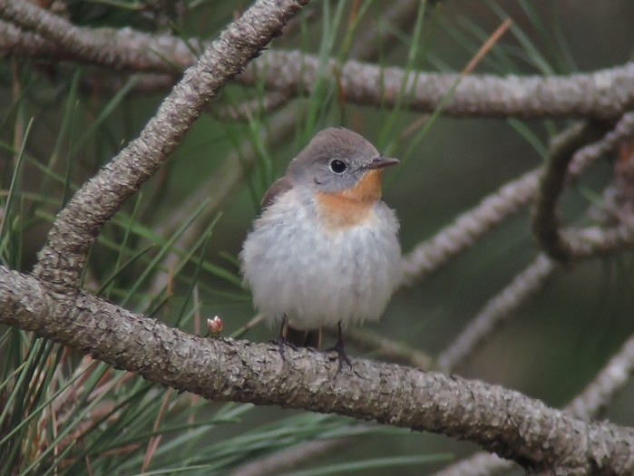 Red-breasted Flycatcher