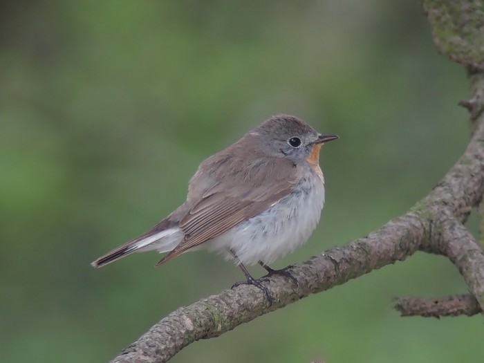 Red-breasted Flycatcher
