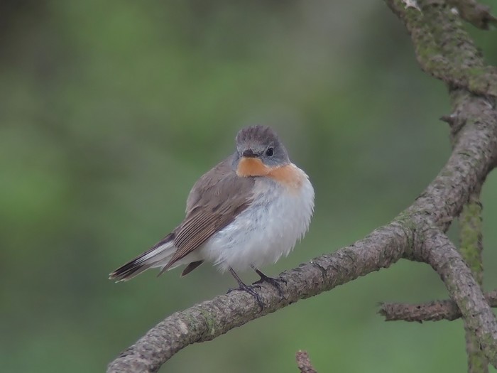 Red-breasted Flycatcher