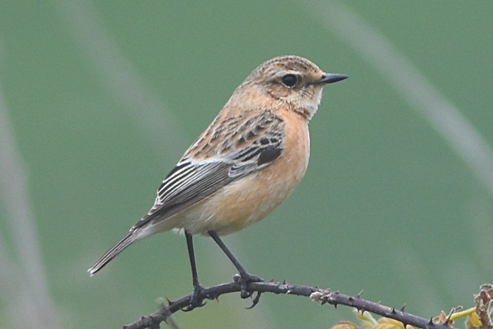 Siberian Stonechat