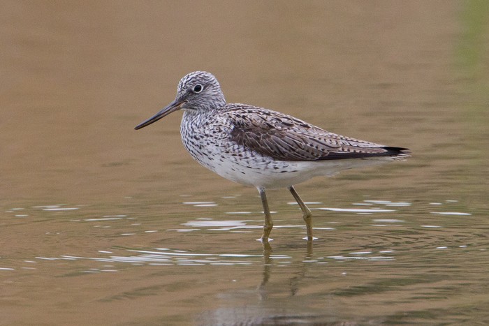 Greenshank