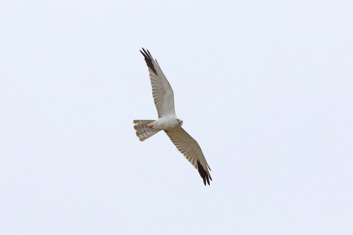 Pallid Harrier