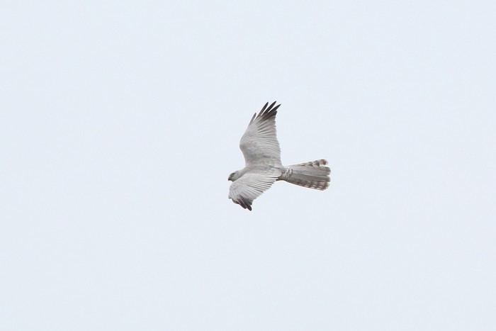 Pallid Harrier