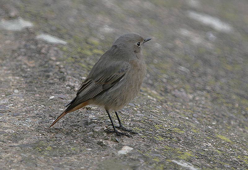 Black Redstart