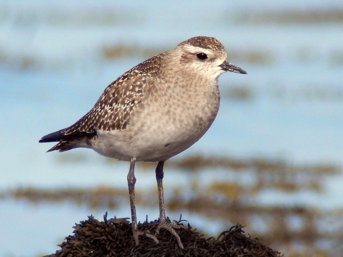 American Golden Plover