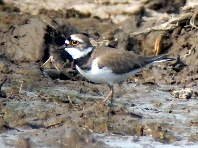 Little Ringed Plover