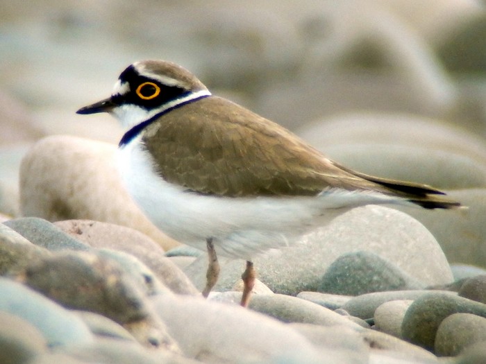 Little Ringed Plover