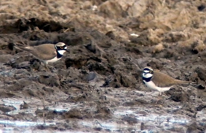 Little Ringed Plover