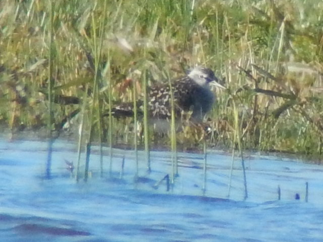Wood Sandpiper