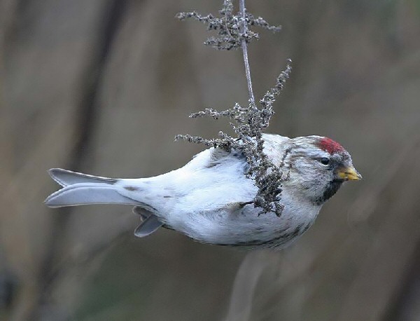 Coues's Arctic Redpoll
