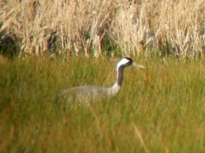 Common Crane