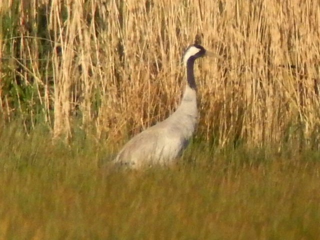Common Crane