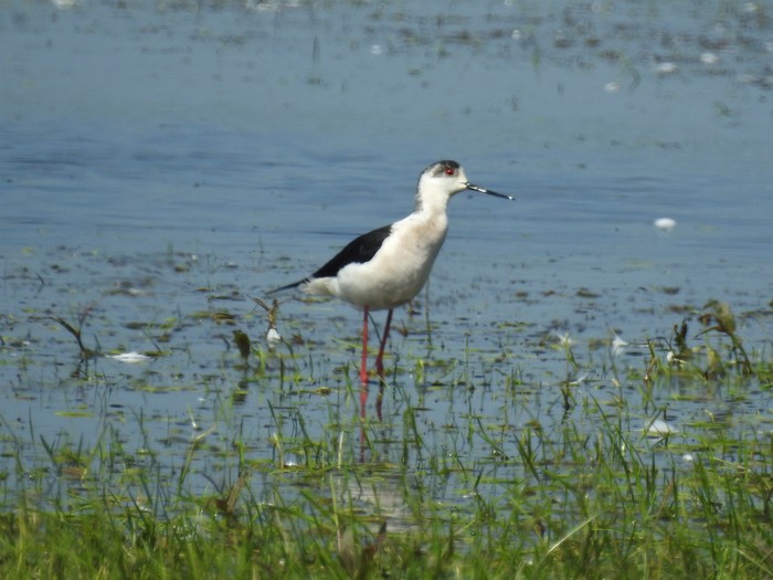 Black-winged Stilt