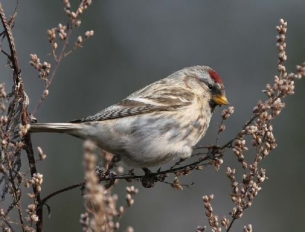 Coues's Arctic Redpoll