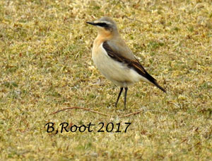 Wheatear