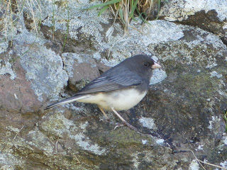 Slate-coloured Junco