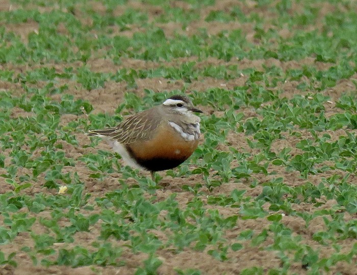 Dotterel