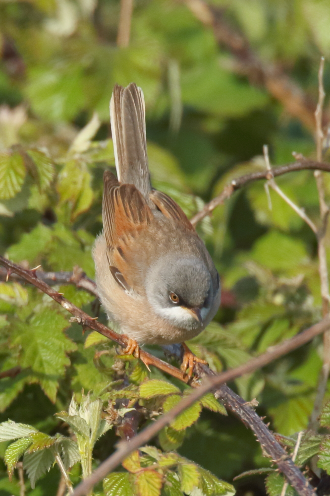 Spectacled Warbler