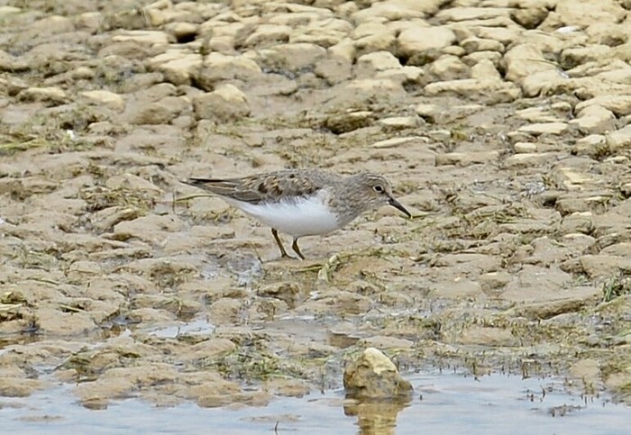 Temminck's Stint