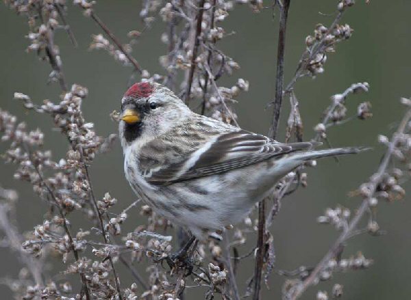 Coues's Arctic Redpoll