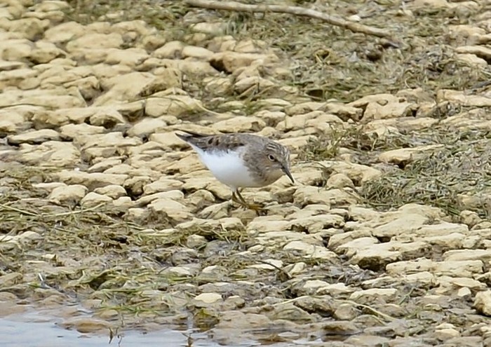 Temminck's Stint
