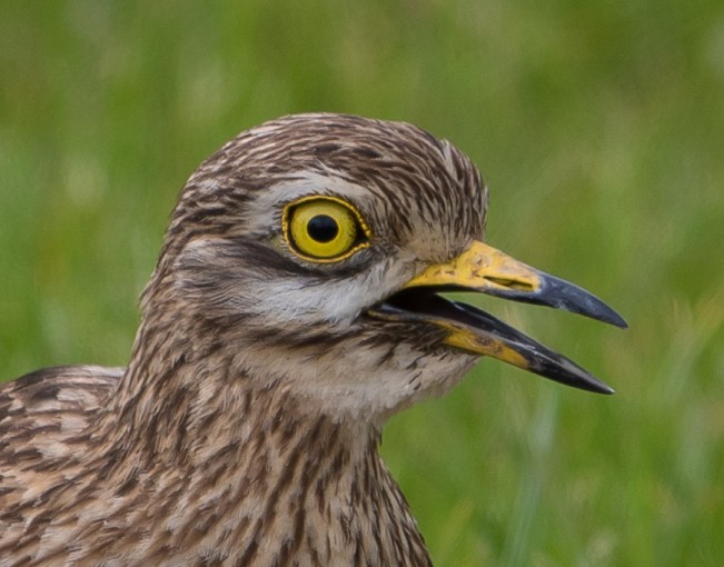 Stone Curlew