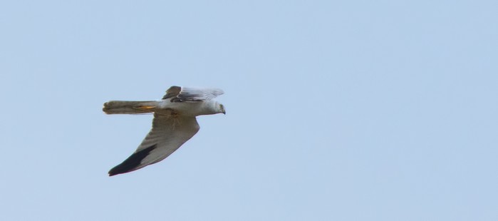 Pallid Harrier