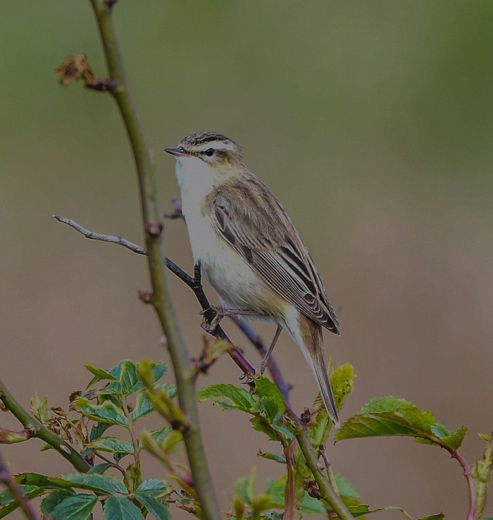 Sedge Warbler