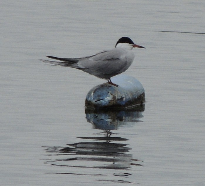 Common Tern