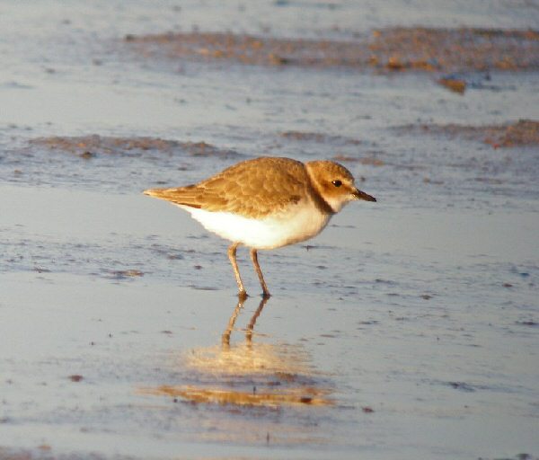 Kentish Plover
