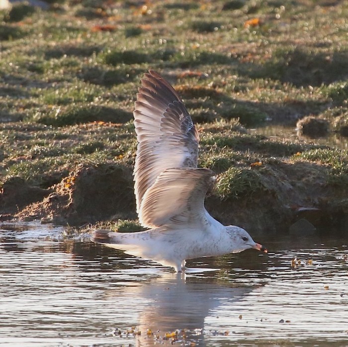 Ring-billed Gull