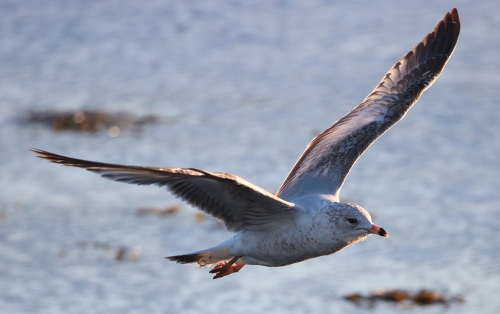 Ring-billed Gull
