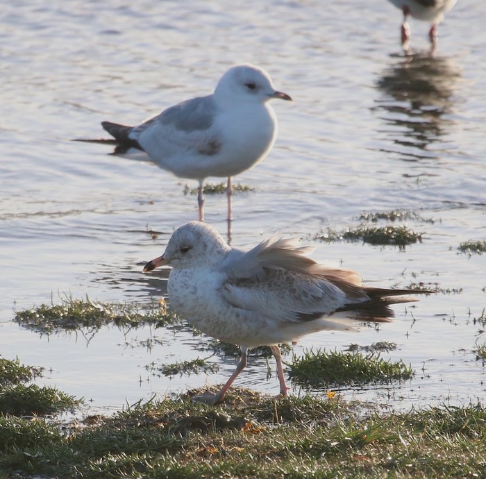 Ring-billed Gull