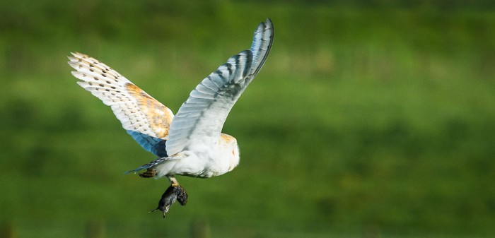 Barn Owl