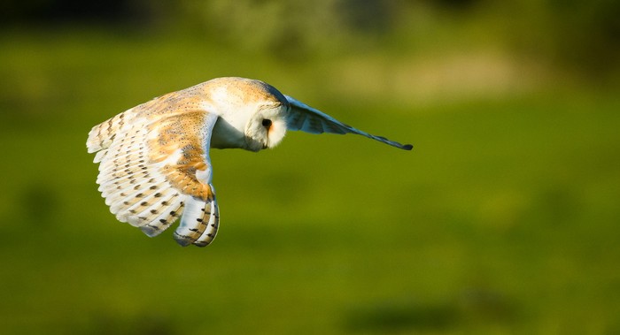 Barn Owl