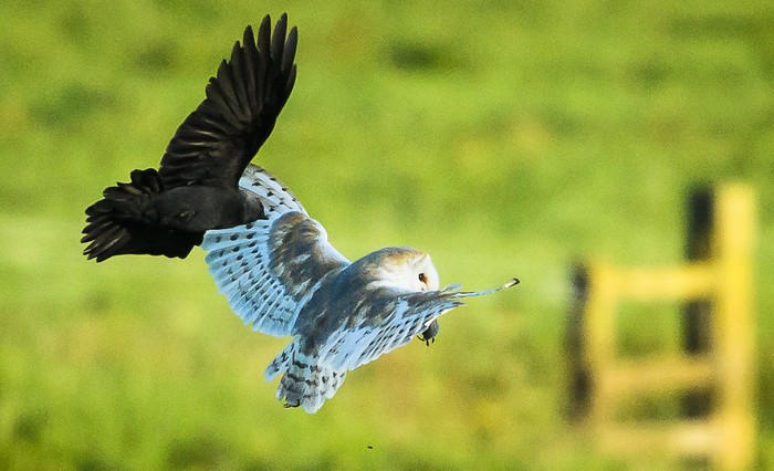 Barn Owl
