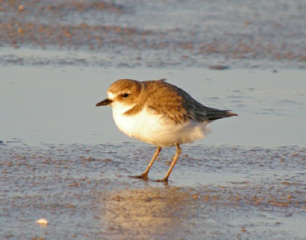 Kentish Plover