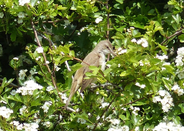 Great Reed Warbler