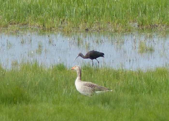 Glossy Ibis