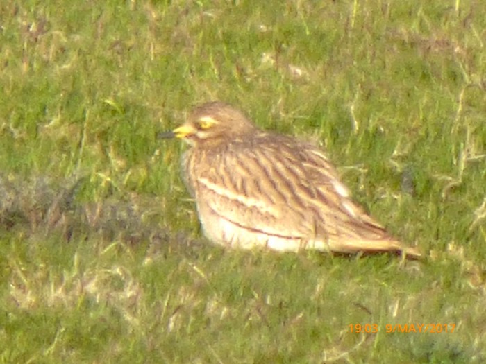 Stone Curlew