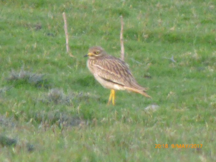 Stone Curlew