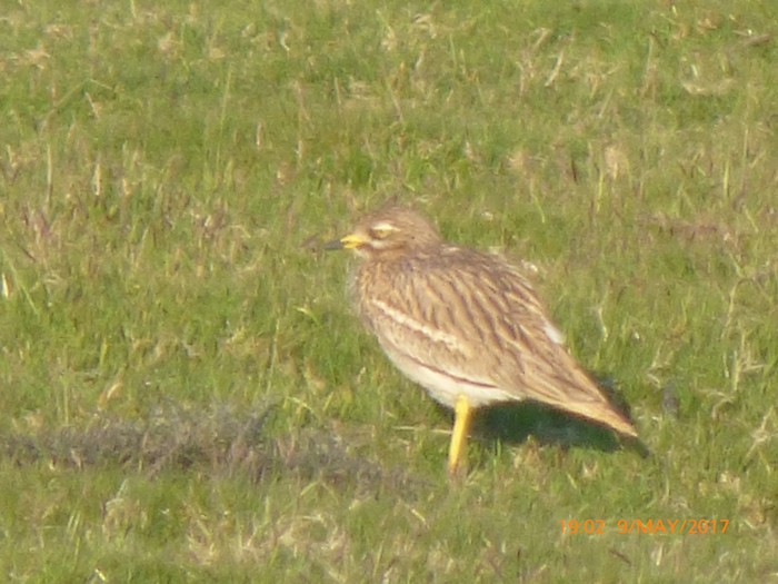Stone Curlew