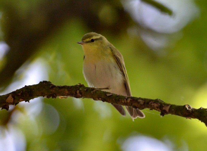 Wood Warbler