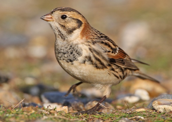 Lapland Bunting