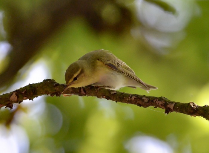 Wood Warbler