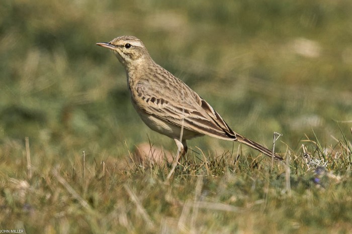 Tawny Pipit