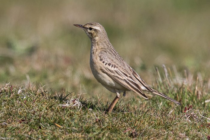 Tawny Pipit